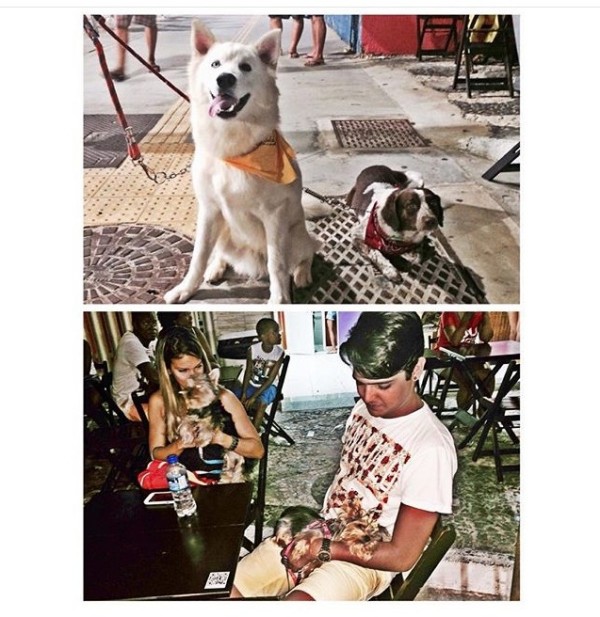 Restaurantes pet friendly em Salvador Toca do Açaí - Onde Comer em Salvador Blog de Gastronomia